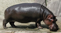 hippopotamus